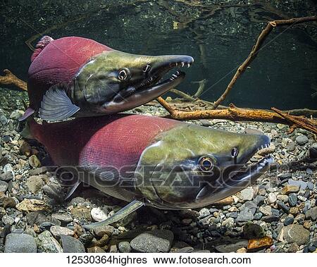 Sockeye Salmon, also known as Red Salmon (Oncorhynchus nerka) spawning pair in an Alaskan stream during the summer; Alaska, United States of America View Large Photo Image Stock Photograph - Sockeye Salmon, also known as Red Salmon (Oncorhynchus nerka) spawning pair in an Alaskan stream during the summer; Alaska, United States of America. Fotosearch