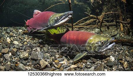 Stock Photograph - Sockeye Salmon, also known as Red Salmon (Oncorhynchus nerka) spawning pair in an Alaskan stream during the summer; Alaska, United States of America. Fotosearch