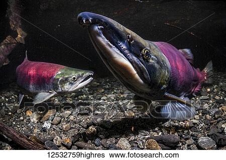 Stock Photograph - Sockeye Salmon, also known as Red Salmon (Oncorhynchus nerka) spawning pair in an Alaska stream during the summer, South-central Alaska; Alaska, United States of America. Fotosearch