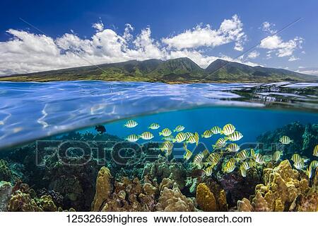 Stock Photograph - Split view of West Maui Mountains with reef fish; Maui, Hawaii, United States of America. Fotosearch