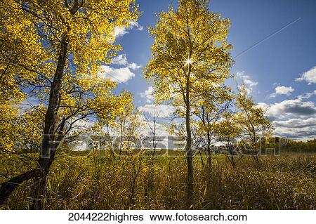 Stock Photograph - Sunburst And Fall Poplars At Field's Edge, Oakfield, Nova Scotia. Fotosearch