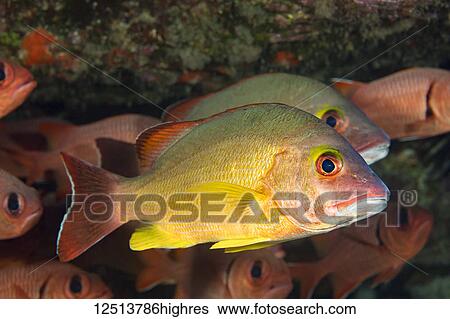 Stock Photograph - The Blacktail Snapper (Lutjanus fulvus) reach 13 inches in length and feed mostly on small fish and crabs. This is one of several species that were sucessfully introduced to Hawaii; Hawaii, United States of America. Fotosearch