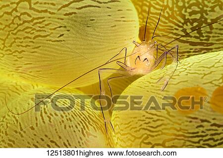 The Bubble Coral Shrimp (Vir philippinensis) is found only on this species of coral, Pleurogyra sinuosa. The brown oval objects are actually Acoel Flatworms (Waminoa sp) that feed on nutrients trapped in mucus covering the coral; Philippines View Large Photo Image Stock Photograph - The Bubble Coral Shrimp (Vir philippinensis) is found only on this species of coral, Pleurogyra sinuosa. The brown oval objects are actually Acoel Flatworms (Waminoa sp) that feed on nutrients trapped in mucus covering the coral; Philippines. Fotosearch