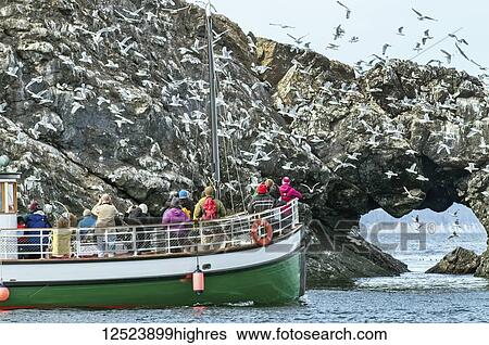 Stock Photograph - The Danny J ferry approaches Gull Island rookery with wildlife viewers during the Kachemak Bay Shorebird Festival, South-central Alaska. A mass of Glaucous-winged gulls (Larus glaucescens) take flight, and a flock of Common murres (Uria aalge) float.... Fotosearch