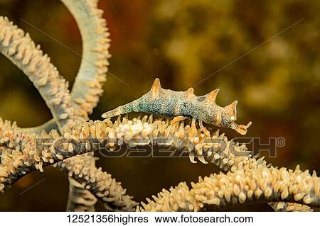 The dragon shrimp (Miropandalus hardingi) on whip coral, is also known as a gorgonian sandaled shrimp; Philippines View Large Photo Image Stock Photograph - The dragon shrimp (Miropandalus hardingi) on whip coral, is also known as a gorgonian sandaled shrimp; Philippines. Fotosearch