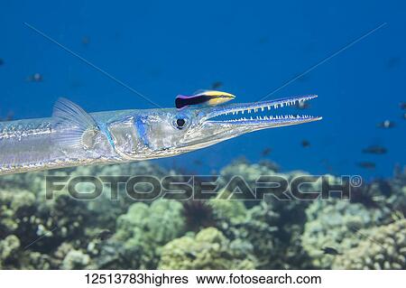 The endemic Hawaiian Cleaner Wrasse (Labroides phthirophagus) is taking a close look for parasites on this Crocodile Needlefish (Tylosurus crocodilus); Hawaii, United States of America View Large Photo Image Stock Photograph - The endemic Hawaiian Cleaner Wrasse (Labroides phthirophagus) is taking a close look for parasites on this Crocodile Needlefish (Tylosurus crocodilus); Hawaii, United States of America. Fotosearch