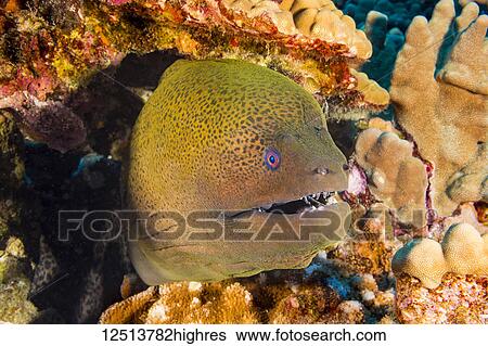 Stock Photograph - The Giant Moray Eel (Gymnothorax javanicus) can be found around the world in tropical waters, but is very rare in Hawaii; Hawaii, United States of America. Fotosearch