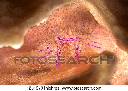 Stock Photograph - The Hairy Squat Lobster (Lauria slagiani) is found alone, and in pairs, on the outside of barrel sponges belonging to the genus Xestospongia. They are tiny (one centimeter across) and difficult to find on the folds of the sponge; Philippines. Fotosearch