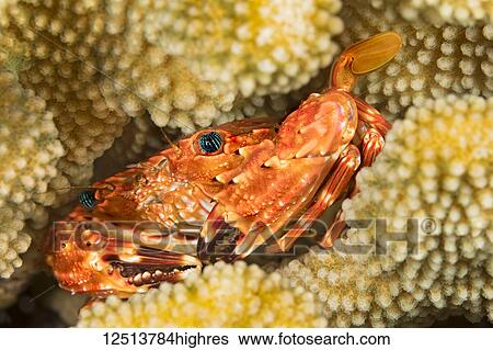 The Hawaiian Swimming Crab (Charybdis hawaiensis) adult is about 3 inches across it's carapace; Hawaii, United States of America View Large Photo Image Stock Photograph - The Hawaiian Swimming Crab (Charybdis hawaiensis) adult is about 3 inches across it's carapace; Hawaii, United States of America. Fotosearch