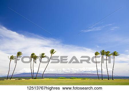 Stock Photograph - The island of Lanai sits behind these palm trees, viewed from Kakahaia Beach Park on the island of Molokai; Molokai, Hawaii, United States of America. Fotosearch