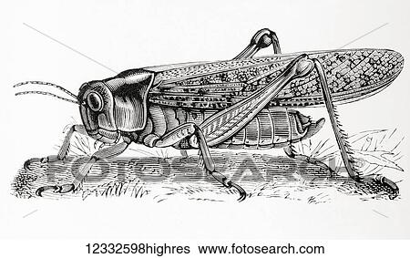 Stock Photograph - The migratory locust (Locusta migratoria). From Meyers Lexicon, published 1927.. Fotosearch