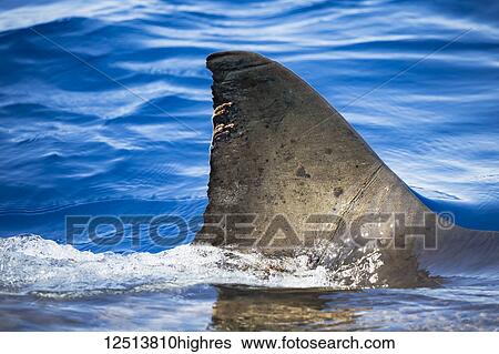 Stock Photograph - The strings hanging off the dorsal fin of this Great White Shark (Carcharodon carcharias) are parasitic copepods. Photographed just breaking the surface off Guadalupe Island; Mexico. Fotosearch