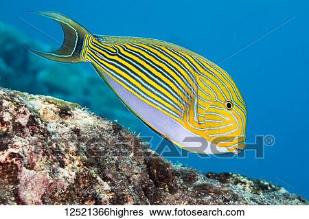 Stock Photograph - The Striped Surgeonfish (Acanthurus lineatus), are often found near the top of the reef in the surge zone; Yap, Micronesia. Fotosearch