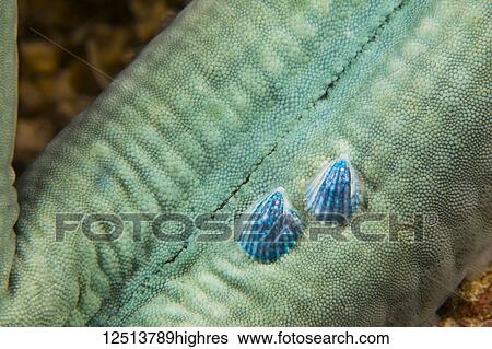 Stock Photograph - These two parasitic mollusks, Thyca crystallina, are growing on the host starfish, Linckia laevigata. This parasitic shell only attaches to this species of starfish, into which it burrows and sucks up nutrients; Philippines. Fotosearch