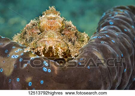 Stock Photograph - This Common Scorpionfish (Scorpaenopsis oxycephala) is perched on the mantle rim of a Giant Tridacna Clam (Tridacna gigas). It's venomous spines can inflict a painful wound; Philippines. Fotosearch