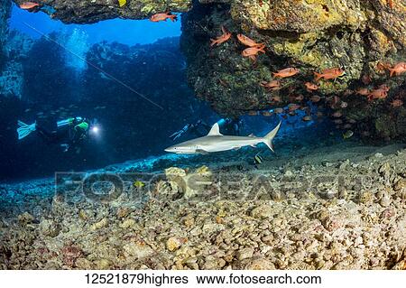 This dive site off the Kona coast is known as A Touch of Gray and is home of several juvinile Grey reef sharks (Carcharhinus amblyrhynchos); Hawaii, United States of America View Large Photo Image Stock Photograph - This dive site off the Kona coast is known as A Touch of Gray and is home of several juvinile Grey reef sharks (Carcharhinus amblyrhynchos); Hawaii, United States of America. Fotosearch