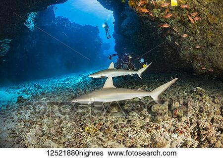 This dive site off the Kona coast is known as A Touch of Gray and is home of several juvinile Grey reef sharks (Carcharhinus amblyrhynchos); Hawaii, United States of America View Large Photo Image Stock Photograph - This dive site off the Kona coast is known as A Touch of Gray and is home of several juvinile Grey reef sharks (Carcharhinus amblyrhynchos); Hawaii, United States of America. Fotosearch
