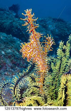 Stock Photograph - This female Ornate Ghost Pipefish, also known as a Harlequin Ghost Pipefish (Solenostomus paradoxus) is holding it's egg mass in the pouch that is formed by two specialized fins. The eggs can seen through the transparent areas of the fins; Philippines. Fotosearch