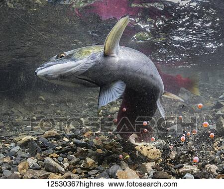 Stock Photograph - This female Sockeye Salmon (Oncorhynchus nerka) is creating a superimposition by excavating on an existing redd, South-central Alaska; Alaska, United States of America. Fotosearch
