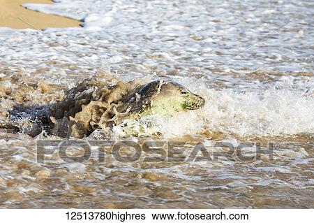 Stock Photograph - This Hawaiian Monk Seal (Monachus schauinslandi), endemic and endangered, is making her way off Kepuhi Beach, on Molokai's West end; Kaluakoi, Molokai, Hawaii, United States of America. Fotosearch
