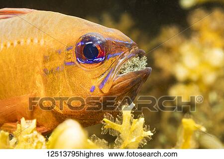 This male Ring-tailed Cardinalfish (Ostorhinchus aureus) is protecting and incubating it's eggs by carrying them in his mouth; Philippines View Large Photo Image Stock Photograph - This male Ring-tailed Cardinalfish (Ostorhinchus aureus) is protecting and incubating it's eggs by carrying them in his mouth; Philippines. Fotosearch