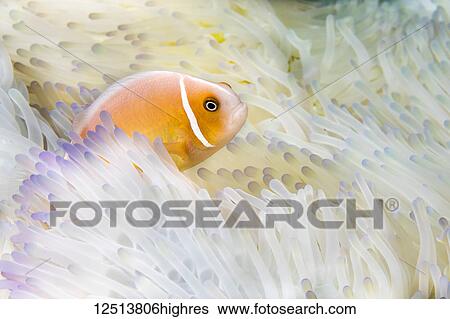 Stock Photograph - This Pink Anemonefish (Amphiprion perideraion) is in an anemone (Heteractis magnifica) that is bleaching from high ocean temperatures and heat stress; Yap, Micronesia. Fotosearch
