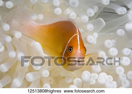 Stock Photograph - This Pink Anemonefish (Amphiprion perideraion) is in an anemone (Heteractis magnifica) that is bleaching from high ocean temperatures and heat stress; Yap, Micronesia. Fotosearch