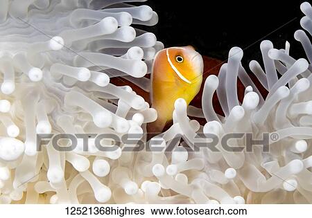 This pink anemonefish (Amphiprion perideraion), is in an anemone (Heteractis magnifica) that is bleaching from high ocean temperatures and heat stress; Yap, Micronesia View Large Photo Image Stock Photograph - This pink anemonefish (Amphiprion perideraion), is in an anemone (Heteractis magnifica) that is bleaching from high ocean temperatures and heat stress; Yap, Micronesia. Fotosearch