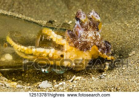 Stock Photograph - This Short Armed Sand Octopus (Amphioctopus arenicola) has selected a beer bottle to live in. They are normally found in a small hole on a sandy bottom, not far from a reef and is endemic; Maui, Hawaii, United States of America. Fotosearch