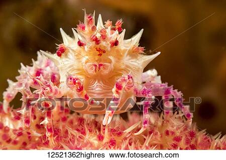 This soft coral crab or candy crab (Hoplophrys oatesii), is wearing a decoration of soft coral polyps on top of head as camouflage; Dumaguete, Philippines View Large Photo Image Stock Photograph - This soft coral crab or candy crab (Hoplophrys oatesii), is wearing a decoration of soft coral polyps on top of head as camouflage; Dumaguete, Philippines. Fotosearch
