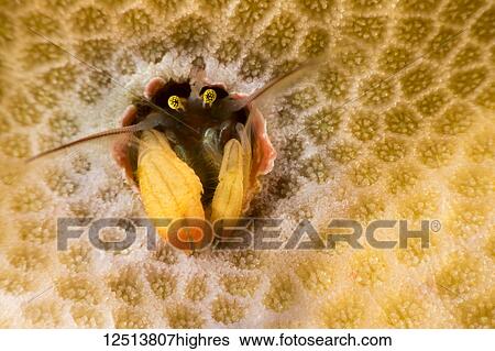 Stock Photograph - This species of coral hermit crab (Paguritta sp) is well known, but still awaiting a name from biologists. It lives in a hole in hard coral and traps passing plankton in it's feathery antennae; Yap, Micronesia. Fotosearch