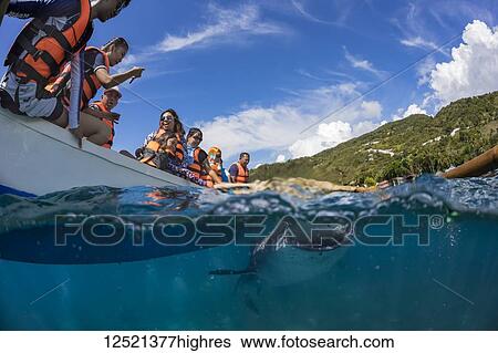Tourists above on a canoe and a Whale Shark (Rhiniodon typus) below with it's mouth open. This is the world's largest species of fish; Oslob, Philippines View Large Photo Image Stock Photograph - Tourists above on a canoe and a Whale Shark (Rhiniodon typus) below with it's mouth open. This is the world's largest species of fish; Oslob, Philippines. Fotosearch