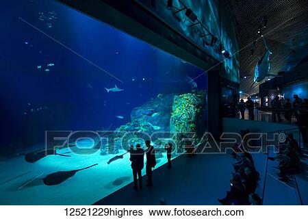 Tourists sit and stand watching the large tank in the Blue Planet Aquarium; Copenhagen, Denmark View Large Photo Image Stock Photograph - Tourists sit and stand watching the large tank in the Blue Planet Aquarium; Copenhagen, Denmark. Fotosearch