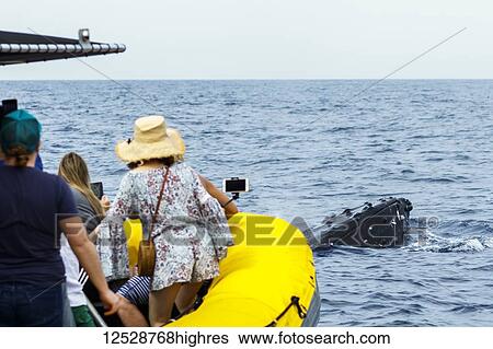 Stock Photograph - Tourists view Humpback whale (Megaptera novaeangliae) from whale watching boat; Lahaina, Maui, Hawaii, United States of America. Fotosearch