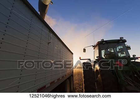 Stock Photograph - Tractor and grain wagon offloading soybeans into a truck at harvest, near Nerstrand; Minnesota, United States of America. Fotosearch