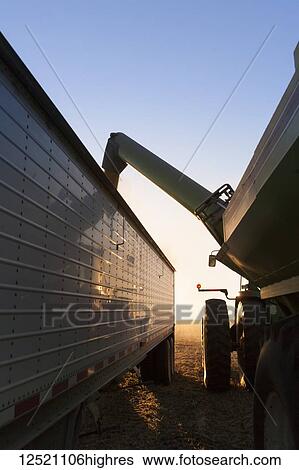 Tractor and grain wagon offloading soybeans into a truck at harvest, near Nerstrand; Minnesota, United States of America View Large Photo Image Stock Photograph - Tractor and grain wagon offloading soybeans into a truck at harvest, near Nerstrand; Minnesota, United States of America. Fotosearch