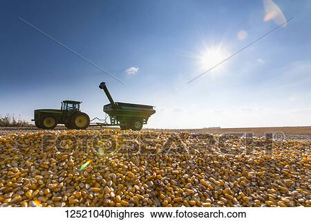 Tractor with grain wagon during corn harvest, near Nerstrand; Minnesota, United States of America View Large Photo Image Stock Photograph - Tractor with grain wagon during corn harvest, near Nerstrand; Minnesota, United States of America. Fotosearch