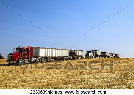 Transport Truck In A Row On A Harvested Grain Field; Washington, United States Of America View Large Photo Image Stock Photograph - Transport Truck In A Row On A Harvested Grain Field; Washington, United States Of America. Fotosearch