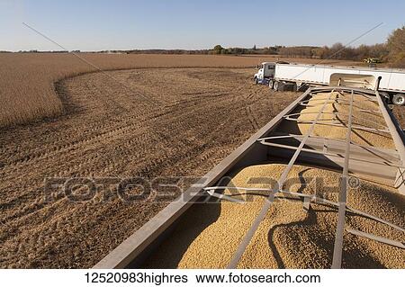 Stock Photograph - Truckload of soybeans at harvest, near Nerstrand; Minnesota, United States of America. Fotosearch