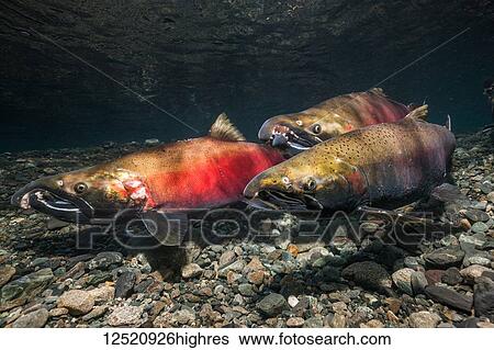 Two hook-nose alpha male Coho Salmon (Oncorhynchus kisutch) contenders competing to spawn with adjacent female that is hovering over her under-construction redd in an Alaskan stream in autumn; Alaska, United States of America View Large Photo Image Stock Photograph - Two hook-nose alpha male Coho Salmon (Oncorhynchus kisutch) contenders competing to spawn with adjacent female that is hovering over her under-construction redd in an Alaskan stream in autumn; Alaska, United States of America. Fotosearch