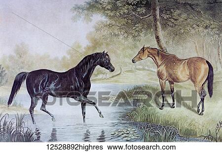 Two horses meeting. From a mid-19th century engraving by J. Harris Jr., 1791-1873 after a painting by G. F. Laporte 1799-1873. The engraving was published by Messrs. Fores Sporting & Fine Print Repository & Frame Manufactory, Piccadilly, London in the... View Large Photo Image Stock Photograph - Two horses meeting. From a mid-19th century engraving by J. Harris Jr., 1791-1873 after a painting by G. F. Laporte 1799-1873. The engraving was published by Messrs. Fores Sporting & Fine Print Repository & Frame Manufactory, Piccadilly, London in the.... Fotosearch