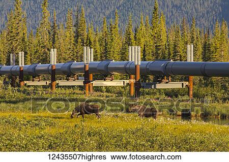Stock Photograph - Two moose (alces alces), a bull and a cow, graze near the Trans-Alaska Pipeline along the Dalton Highway in the early morning sun; Alaska, United States of America. Fotosearch