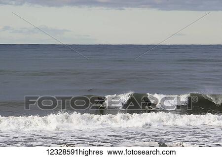 Stock Photograph - Two surfers catching a wave near Yakutat, Southeast Alaska; Alaska, United States of America. Fotosearch