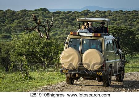 Stock Photograph - Two tawny eagles (Aquila rapax) perched behind tourist jeep, Tarangire National Park; Tanzania. Fotosearch