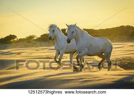 Stock Photograph - Two white horses (Equus ferus caballus) on the beach in the golden sunlight at sunset; Camargue, France. Fotosearch