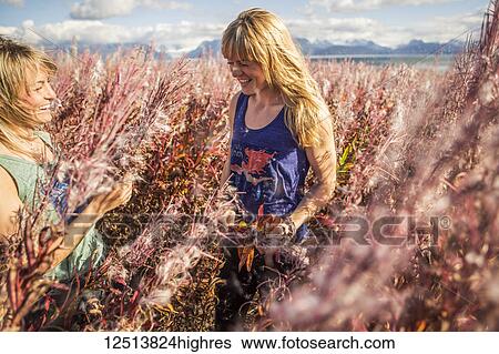 Two young women standing amongst bloomed out Firewood near the Homer coastline, South-central Alaska; Homer, Alaska, United States of America View Large Photo Image Stock Photograph - Two young women standing amongst bloomed out Firewood near the Homer coastline, South-central Alaska; Homer, Alaska, United States of America. Fotosearch