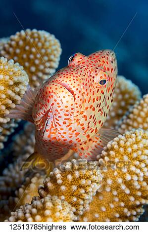 Stock Photograph - Typical of this family, the Blackside Hawkfish (Paracirrhites forsteri) has thick spines in it's pectoral fins to aid staying in place on it's coral perch; Hawaii, United States of America. Fotosearch