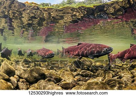 Underwater view of King Salmon (Class Actinopterygii) in Moose Creek, a tributary of the Deshka River, South-central Alaska; Alaska, United States of America View Large Photo Image Stock Photograph - Underwater view of King Salmon (Class Actinopterygii) in Moose Creek, a tributary of the Deshka River, South-central Alaska; Alaska, United States of America. Fotosearch