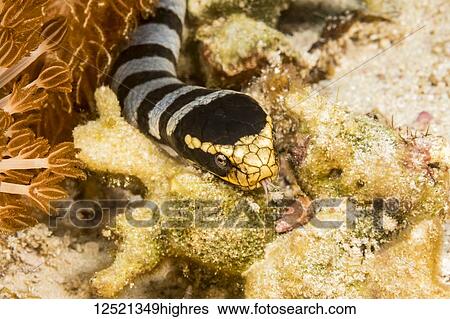 Stock Photograph - Venomous banded yellowlip sea snake (Laticauda colubrina), also known as a Sea Krait: Philippines. Fotosearch