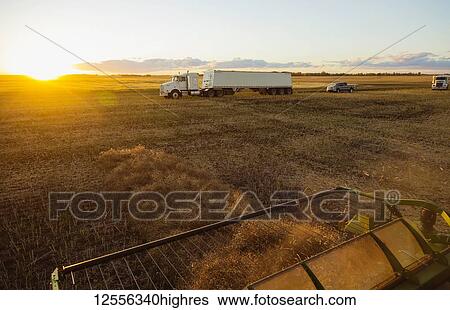 View from a combine during the canola harvest at sunset with grain trucks awaiting their loads in the background; Legal, Alberta, Canada View Large Photo Image Stock Photograph - View from a combine during the canola harvest at sunset with grain trucks awaiting their loads in the background; Legal, Alberta, Canada. Fotosearch